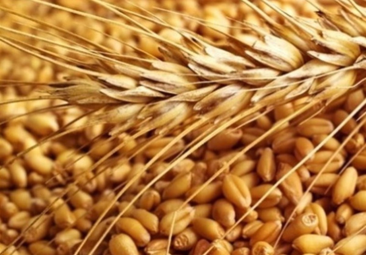۹ میلیون تن گندم خارجی خریداری شد