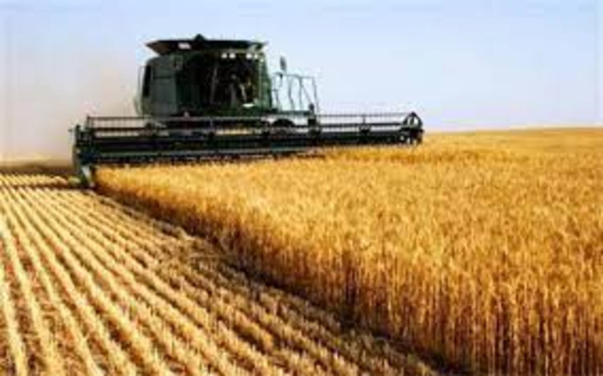 ۷۵۰۰ تومان قیمت خرید تضمینی گندم در سال آینده