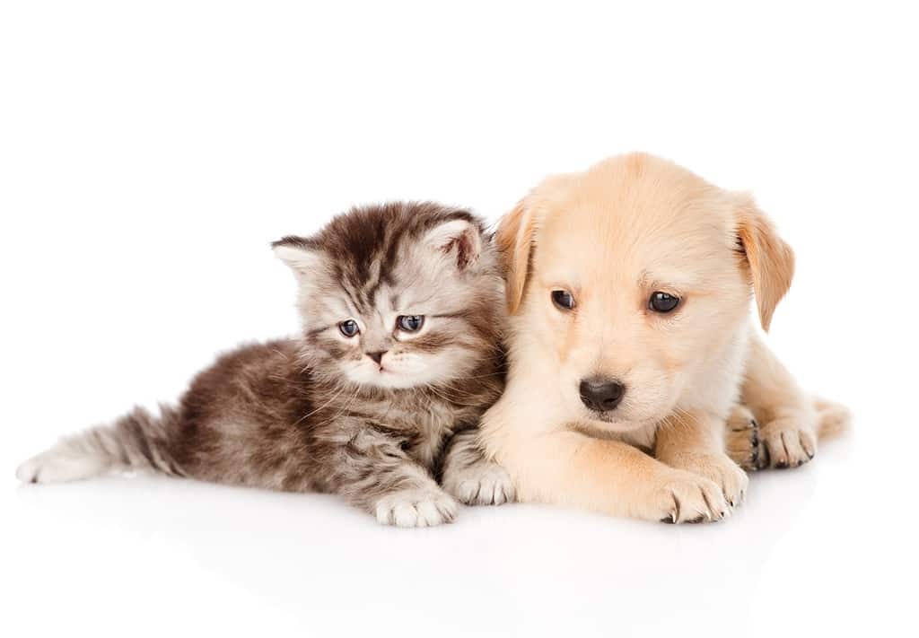سگ‌ها و گربه‌های خانگی شما عامل سوراخ شدن لایه اوزون هستند!