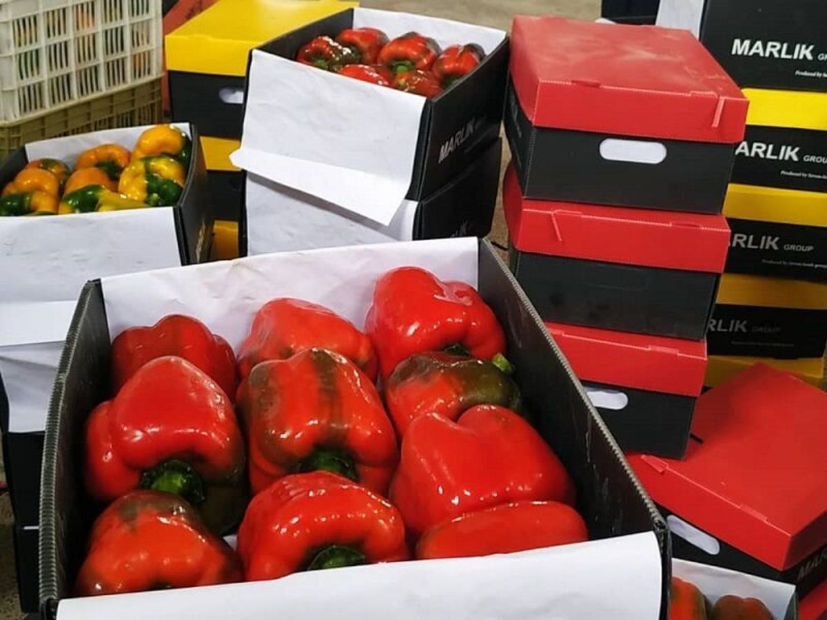 پیگیری‌ها در روسیه برای رفع محدودیت واردات فلفل از ایران