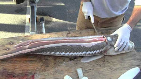 معرفی ماهی اوزون برون یکی از انواع ماهیان خاویاردار