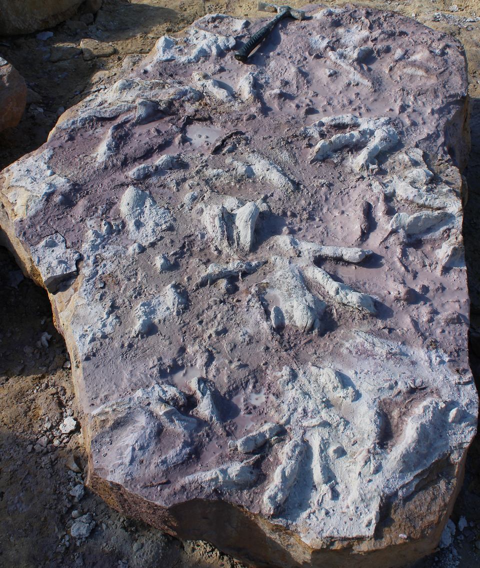 کشف ردپای دایناسور‌های ۲۰۰ میلیون سال پیش در لهستان