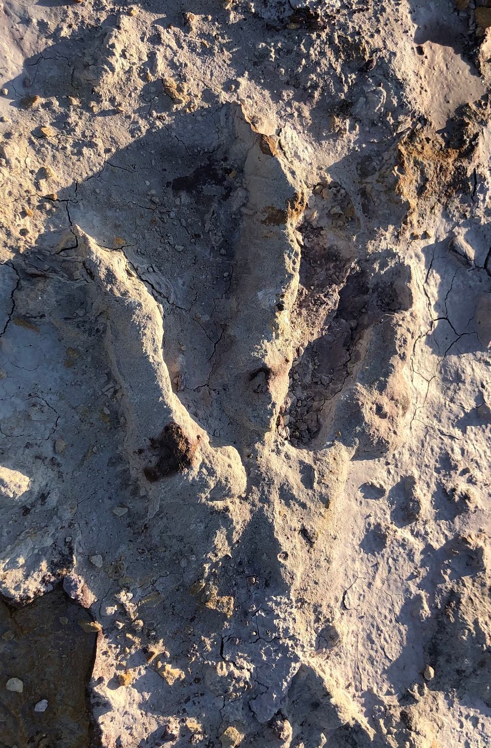 کشف ردپای دایناسور‌های ۲۰۰ میلیون سال پیش در لهستان