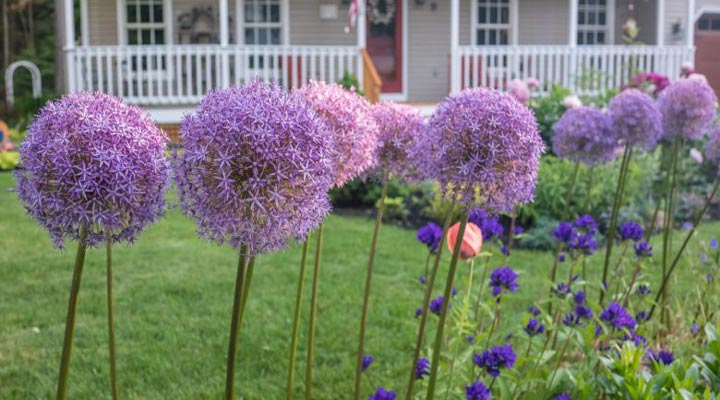 بهترین روش‌های خانگی برای از بین بردن حشرات و پشه‌های گلدان