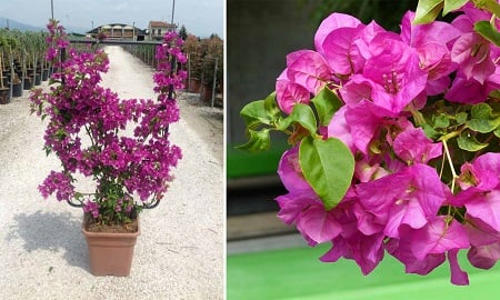 روش‌های نگهداری و پرورش گل کاغذی