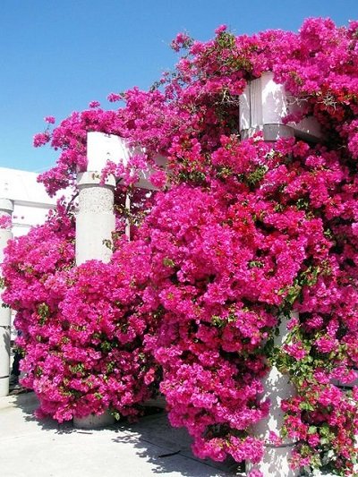 روش‌های نگهداری و پرورش گل کاغذی