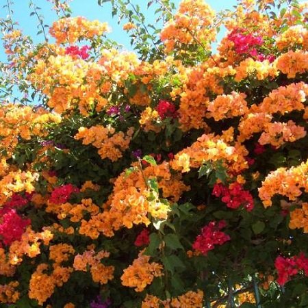 روش‌های نگهداری و پرورش گل کاغذی