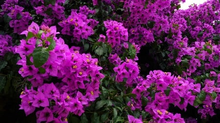 روش‌های نگهداری و پرورش گل کاغذی
