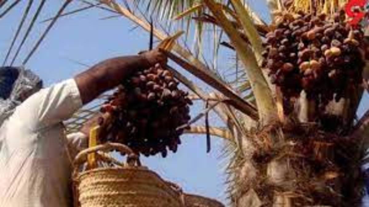 پاکستان بازار خرما را از ایران گرفت!