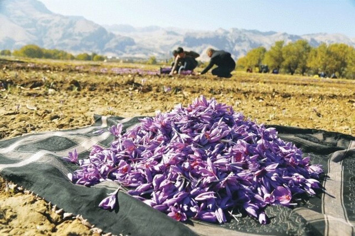 جنوب کرمان بهشت گیاهان دارویی