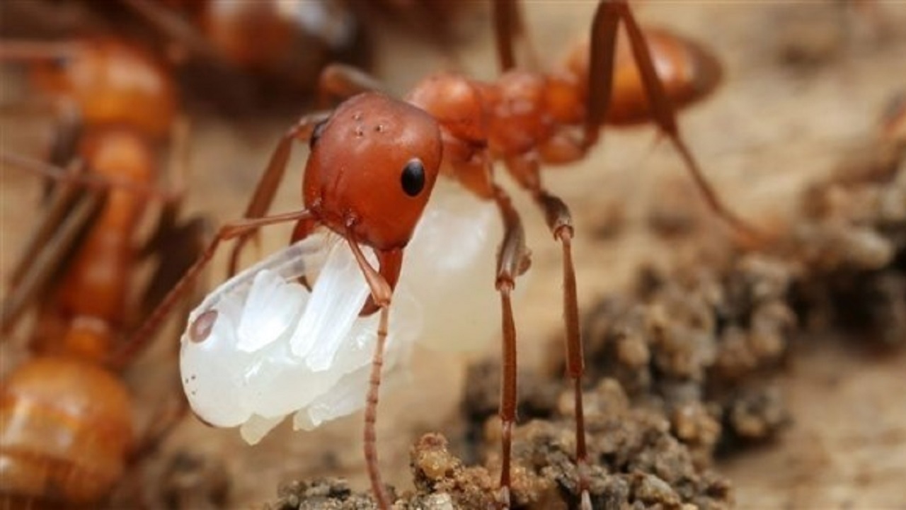 نابودی نوعی مورچه مهاجم با کشف پادزهر در آمریکا