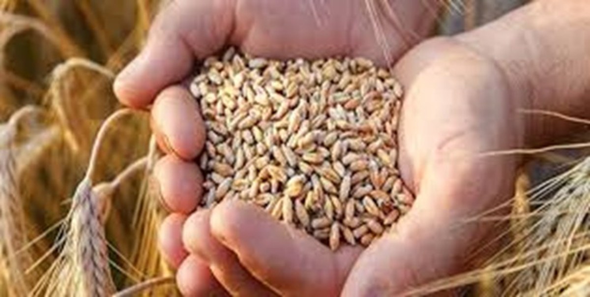 تهدید امنیت غذایی جهان با درگیری بین روسیه و اوکراین