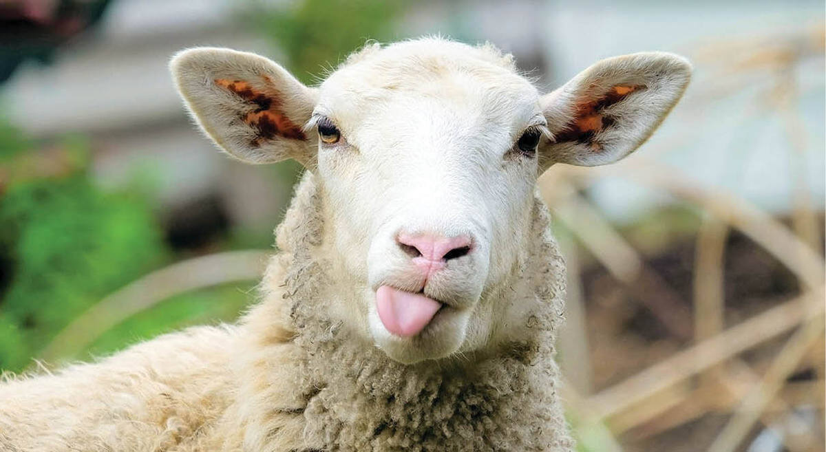 هشدار مرکز پژوهش‌ها نسبت به افت تولید گوشت قرمز