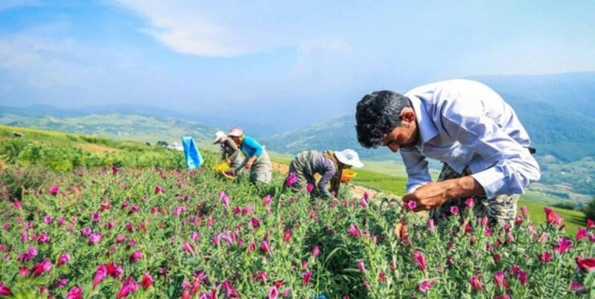 ایران از نظر تولید دارو‌های گیاهی امن‌ترین کشور آسیانه میانه است