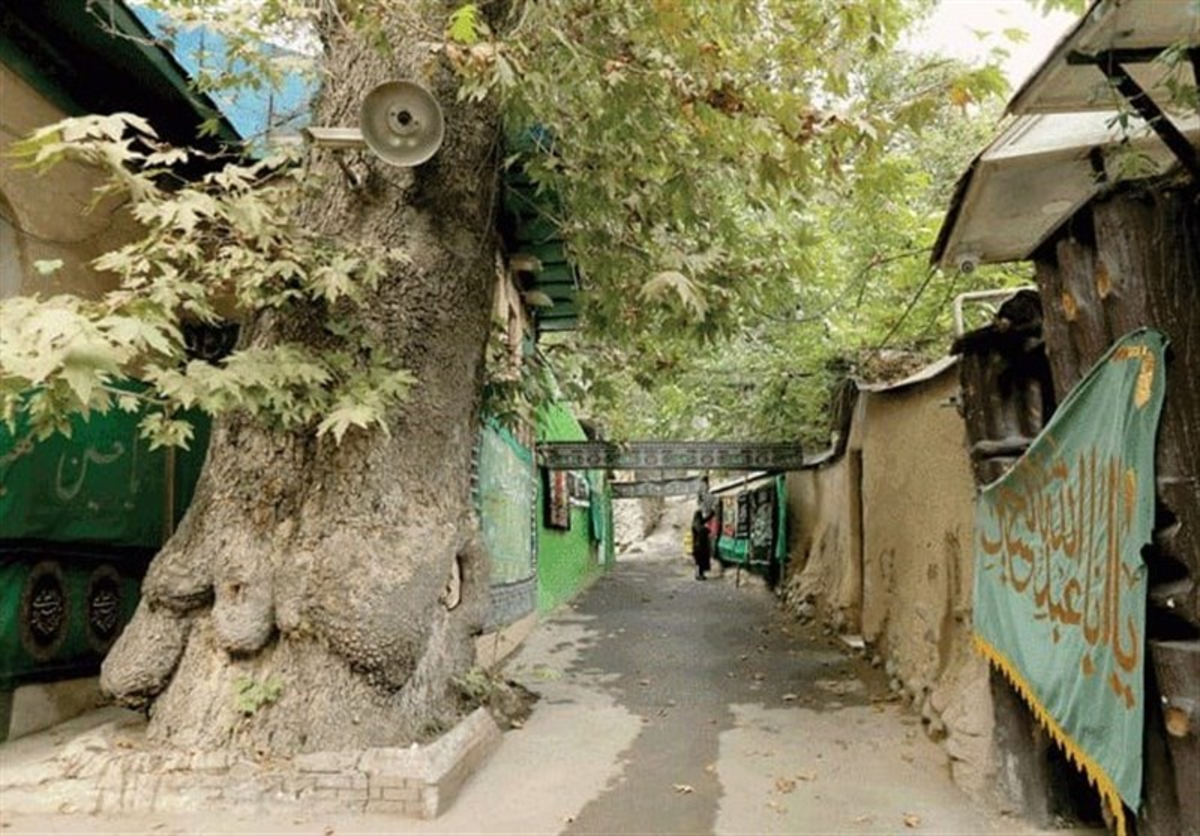 ۴ درخت کهنسال تهران ثبت ملی می‌شود