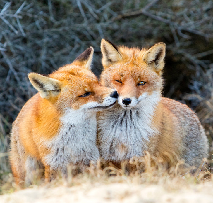 ۱۴ واقعیت شگفت انگیز طبیعت: از زندگی رمانتیک روباه‌های وحشی تا عروس دریایی ابدی!