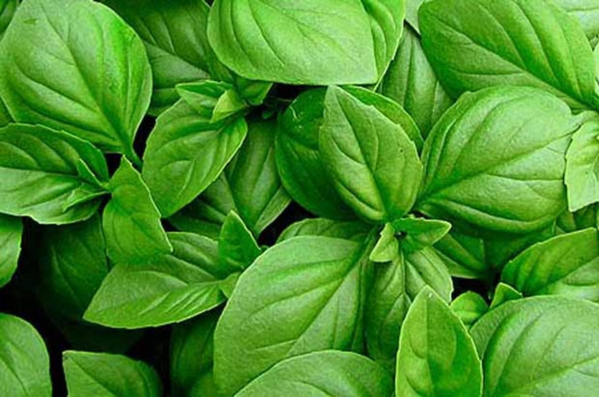 آموزش مربای خوشمزه و خوشرنگ نعنا برای صبحانه