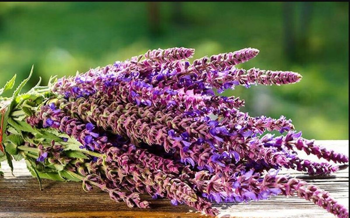پاکسازی و سلامتی با سوزاندن مریم گلی