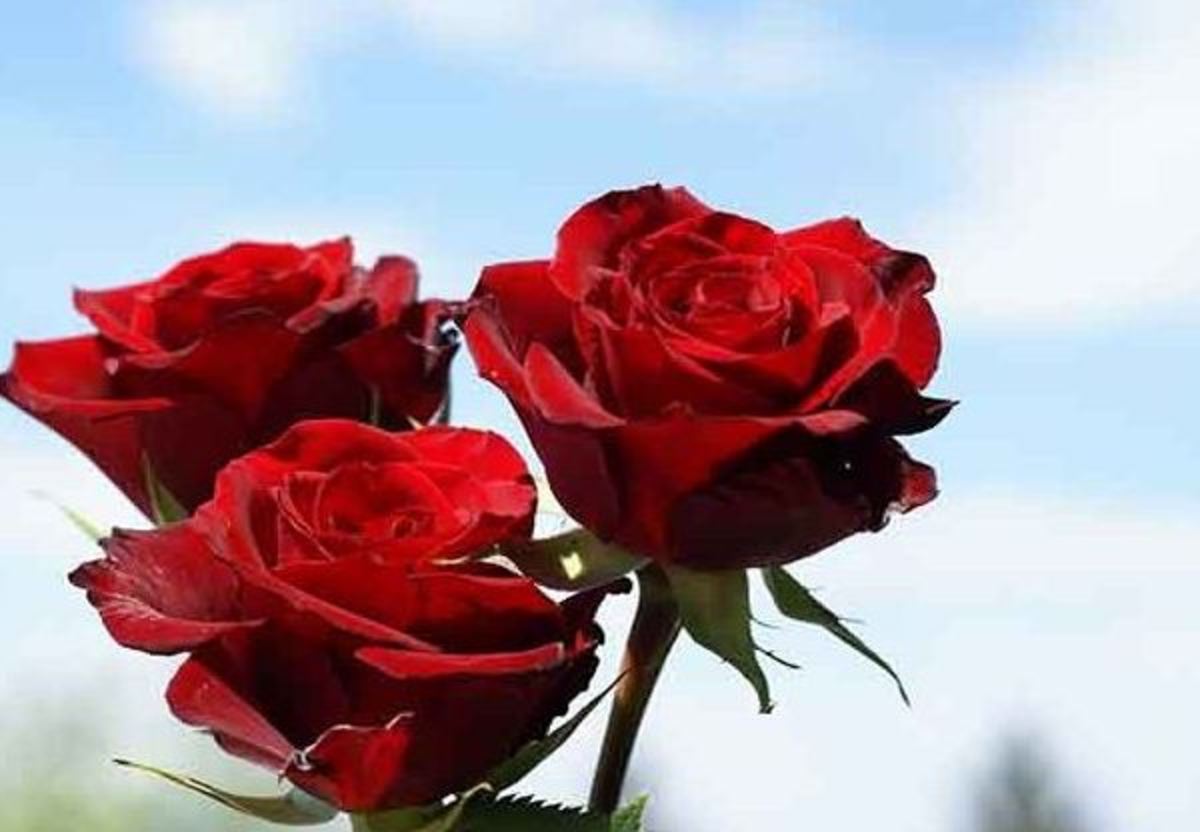 چگونه در خانه گل رز جاویدان را با کمترین هزینه درست کنیم؟