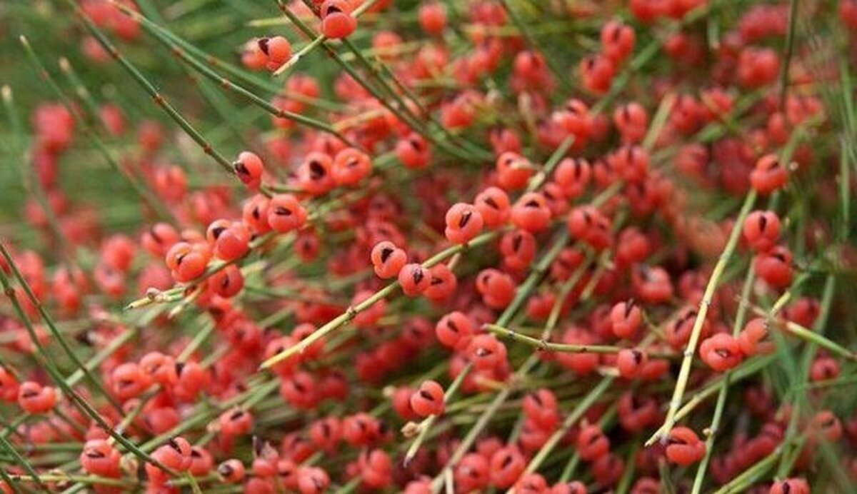 گیاه 