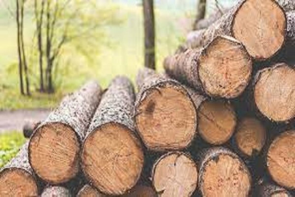 کشف ۲ تن چوب قاچاق در دورود