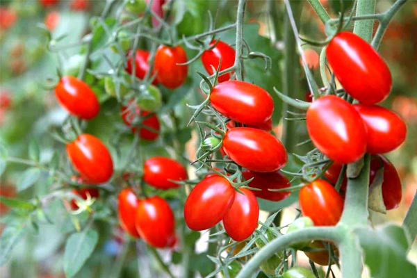 حقایق جالب درباره خواص و مضرات گوجه فرنگی