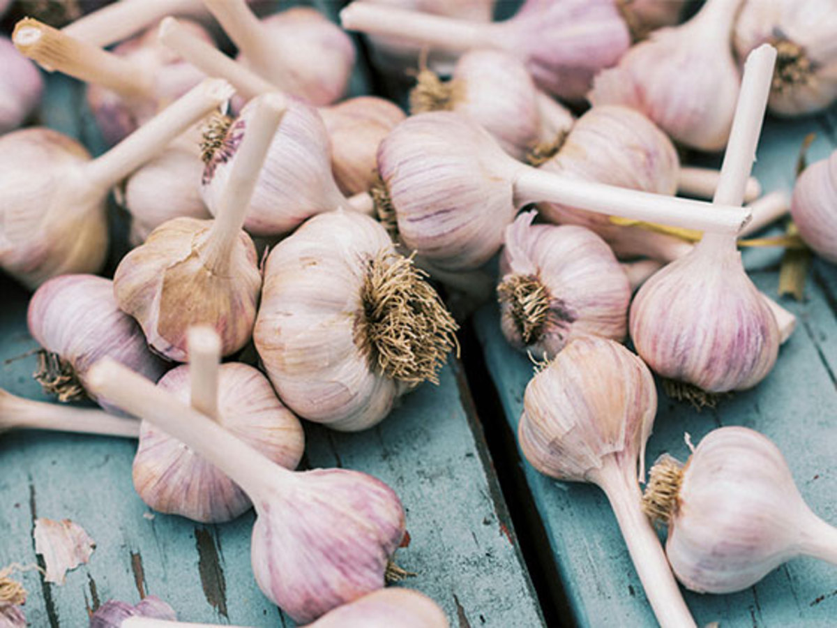 معجزه سیر برای پایین آوردن فشار خون