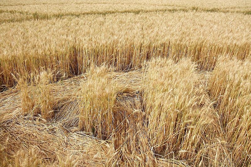 آیا دایره‌های روی مزارع ساخته آدم فضایی‌ها هستند؟