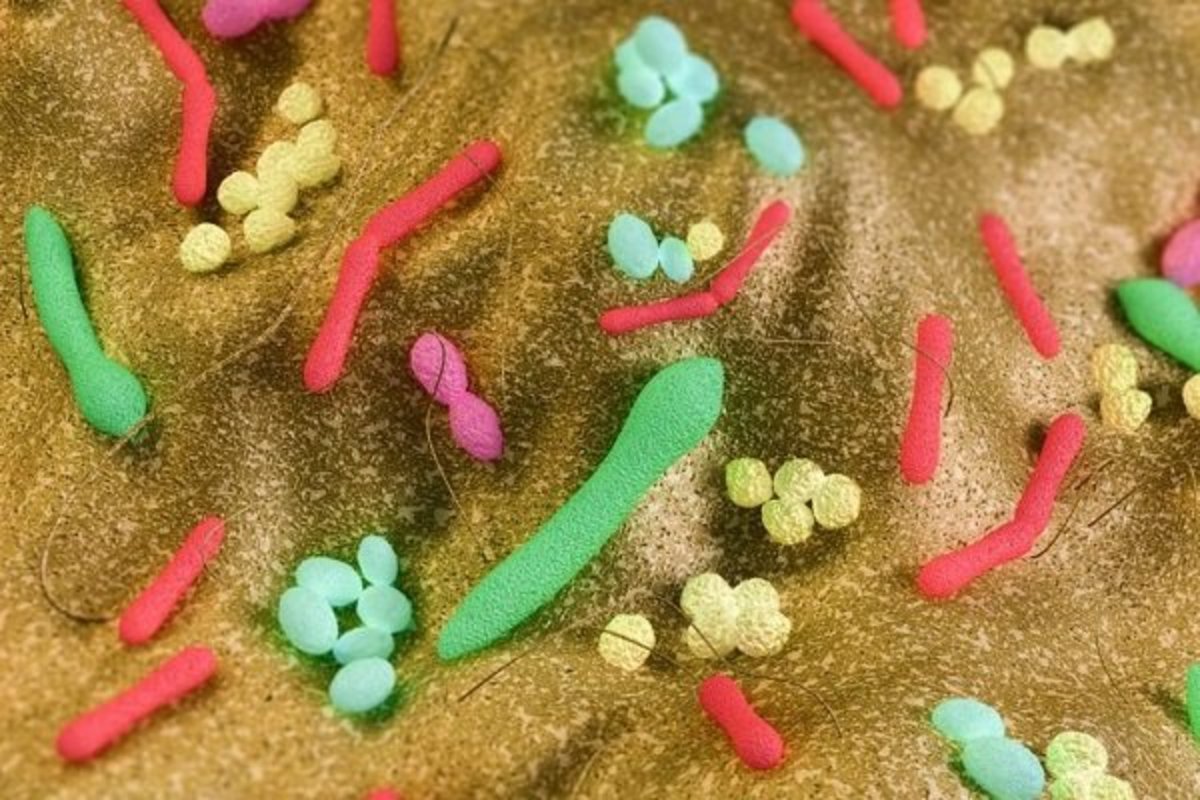 جلوگیری از دژنراسیون نورون‌های حرکتی بر اثر فشار باکتریایی پروبیوتیک