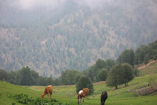 تاریخچه و مکان‌های دیدنی فومن، معروف به شهر مجسمه‌ها