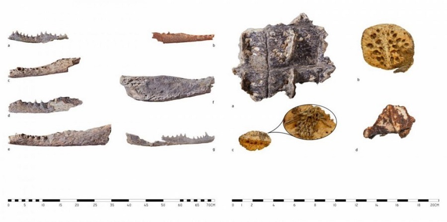کشف ۹ سر تمساح حین حفاری دو گور متعلق به اشرافیان مصر باستان