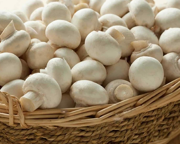 نکات مهم مربوط به تهیه تست مرغ و قارچ، غذای مدرن و راحت