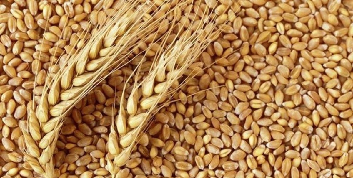 تداوم رشد قیمت کالا‌های اساسی در سال جدید میلادی/ قیمت گندم ۷ دلار در یک روز افزایش یافت