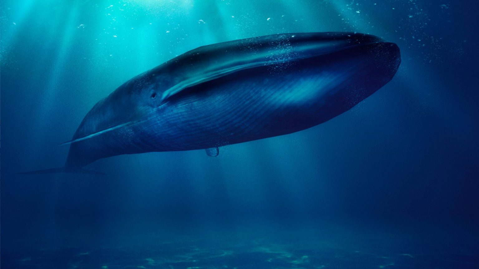 شگفتی‌های باورنکردنی درمورد زندگی نهنگ ابی