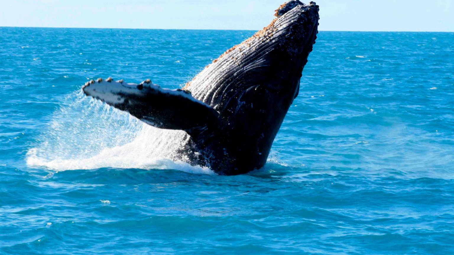 شگفتی‌های باورنکردنی درمورد زندگی نهنگ ابی