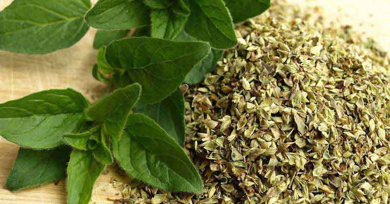 ۵ خاصیت اعجاب انگیز پونه کوهی +روش‌های مصرف