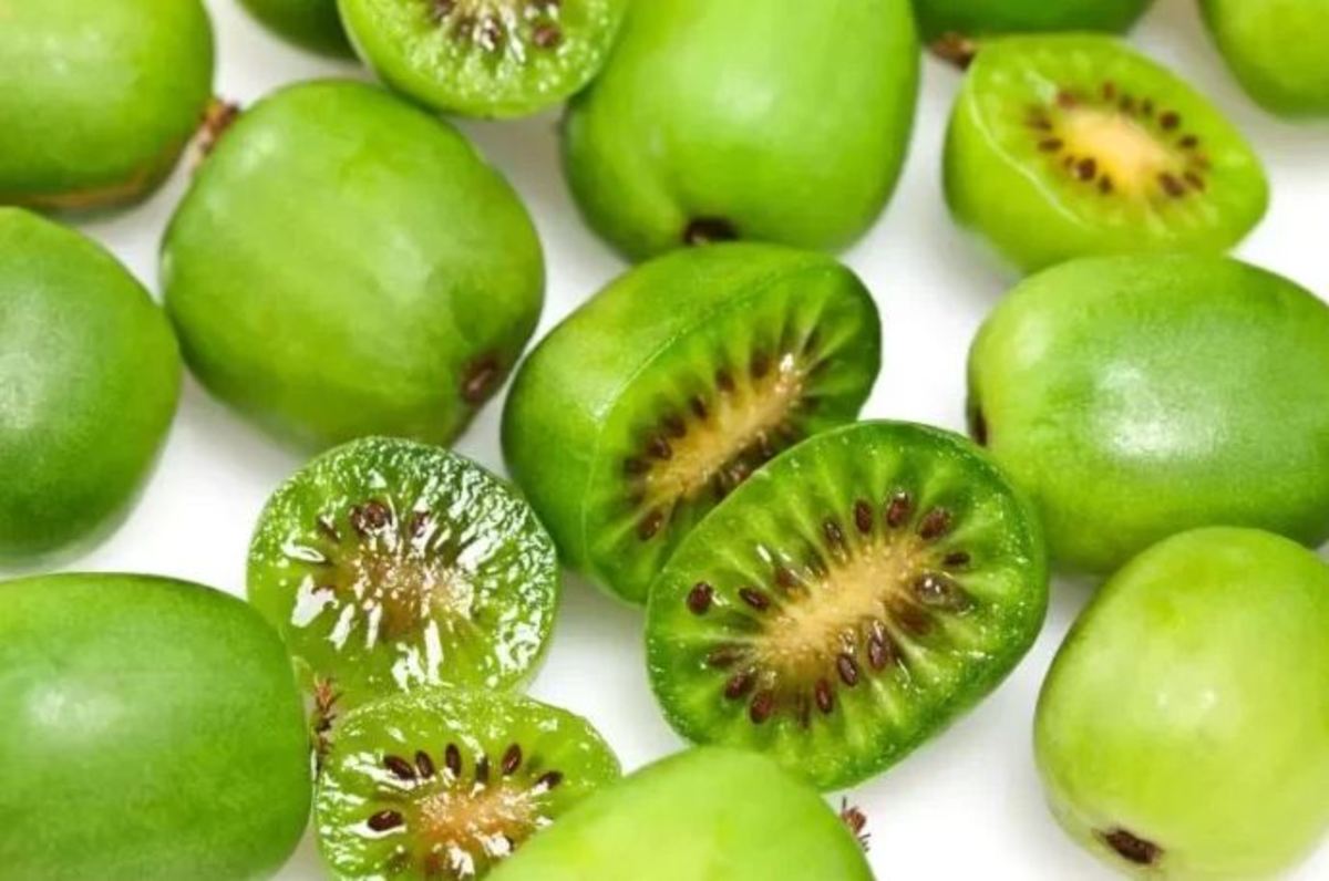 مبارزه با سرطان ریه با عصاره میوه ساروناشی