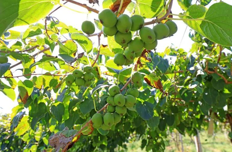مبارزه با سرطان ریه با عصاره میوه ساروناشی