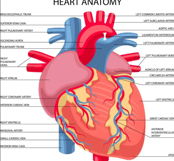 آیا ژنتیک می تواند بیماری های قلبی را پیش بینی کند؟