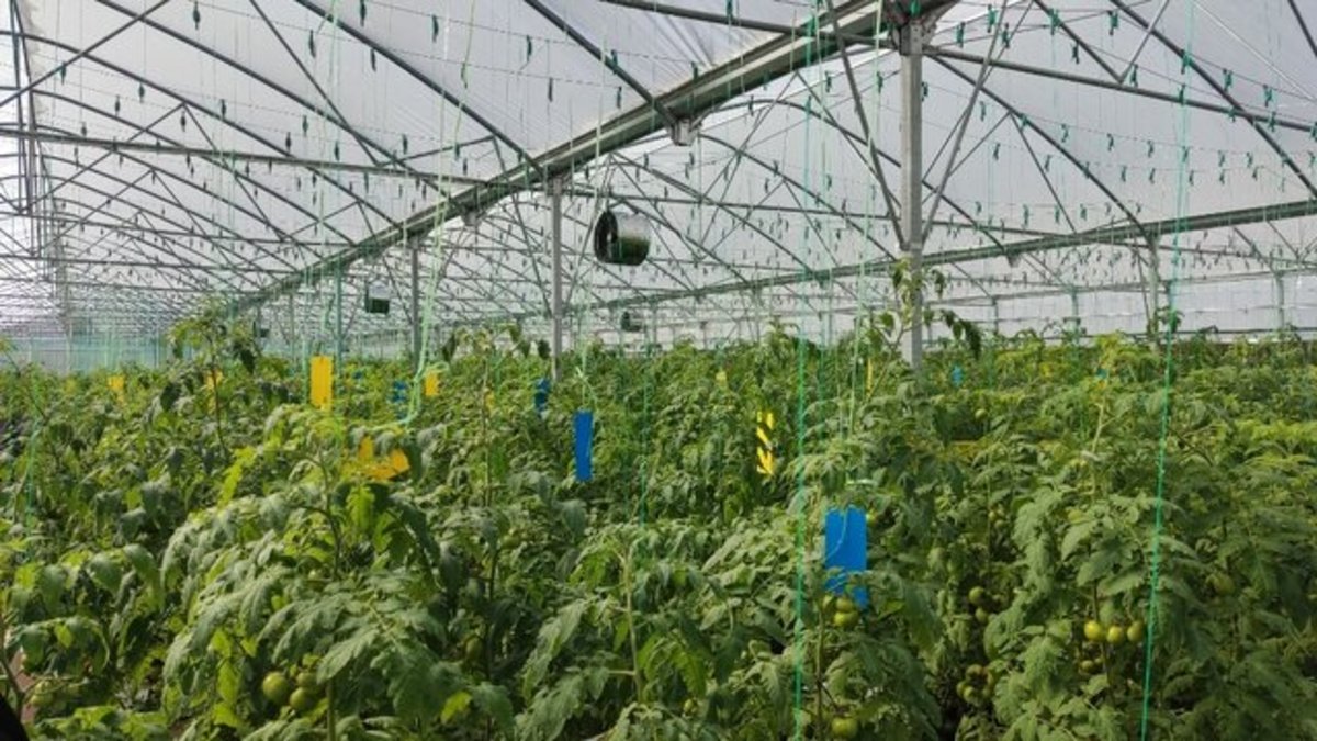 زنجان در مسیر هوشمندسازی گلخانه‌ها