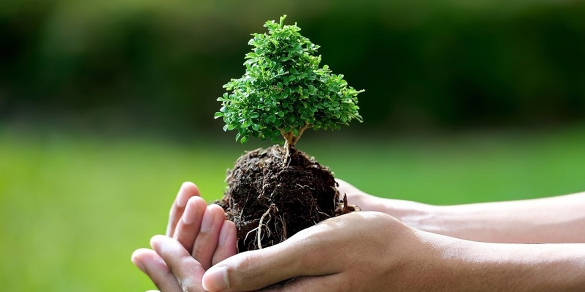 ۱۲ نکته برای کاشت درخت به صورت حرفه‌ای