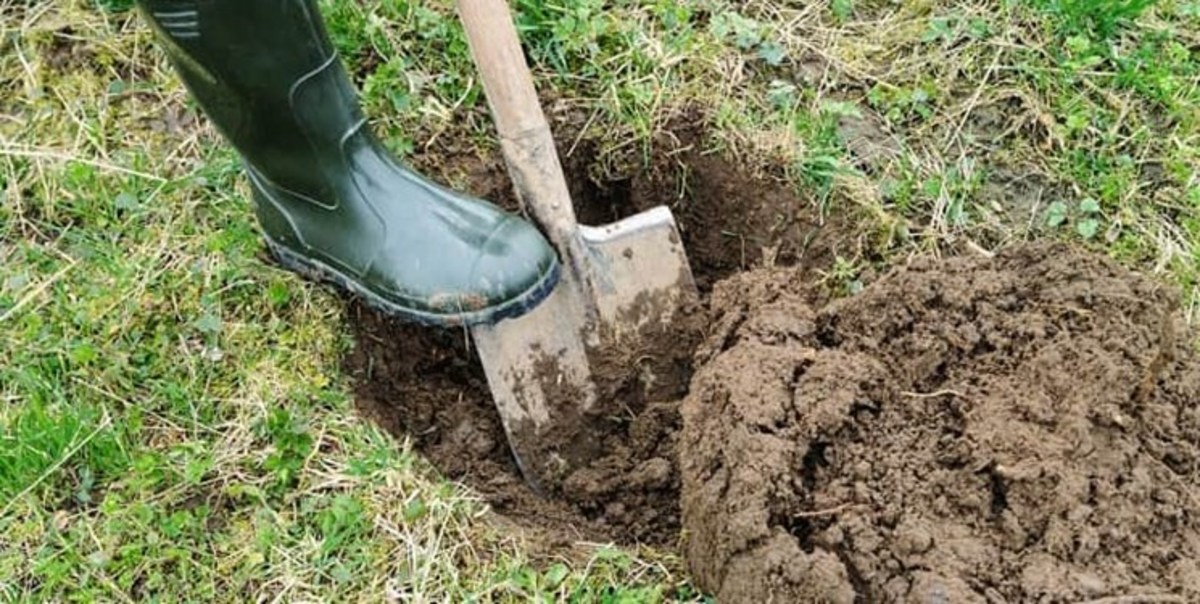 مدیرکل منابع طبیعی استان تهران: ۱۰ میلیون اصله درخت در استان کاشته می‌شود