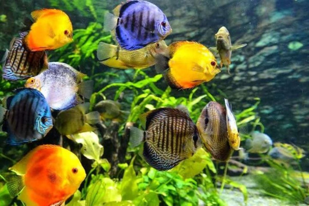 به جای ماهی قرمز از ماهیان زینتی استفاده کنید
