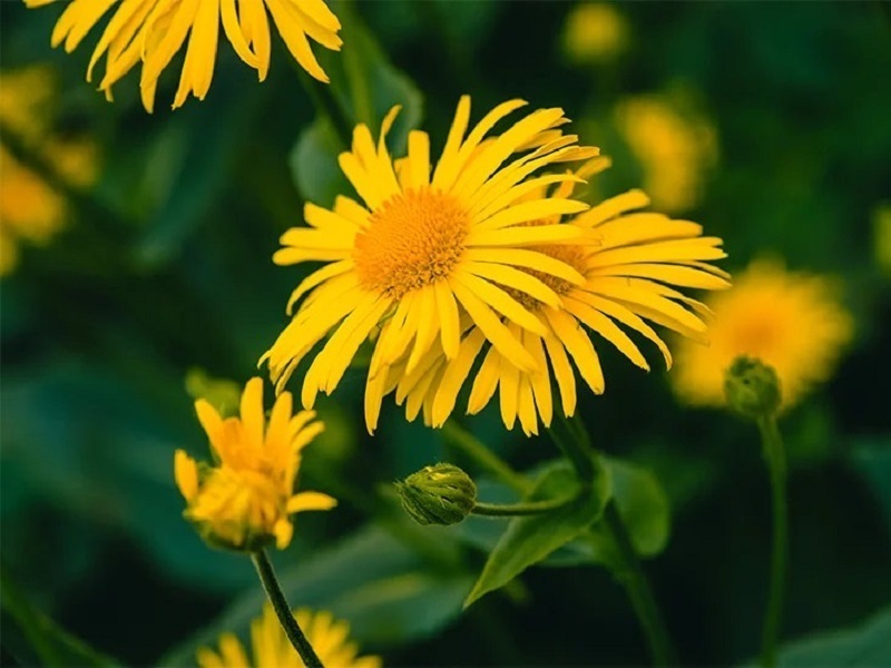 خواص فوق العاده آرنیکا؛ از درمان ریزش مو تا رفع کبودی
