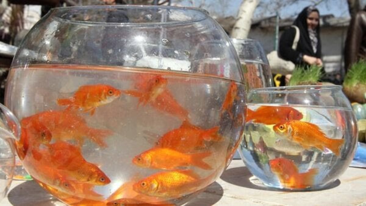 از دستفروش و دوره‌گرد «ماهی‌قرمز» نخرید