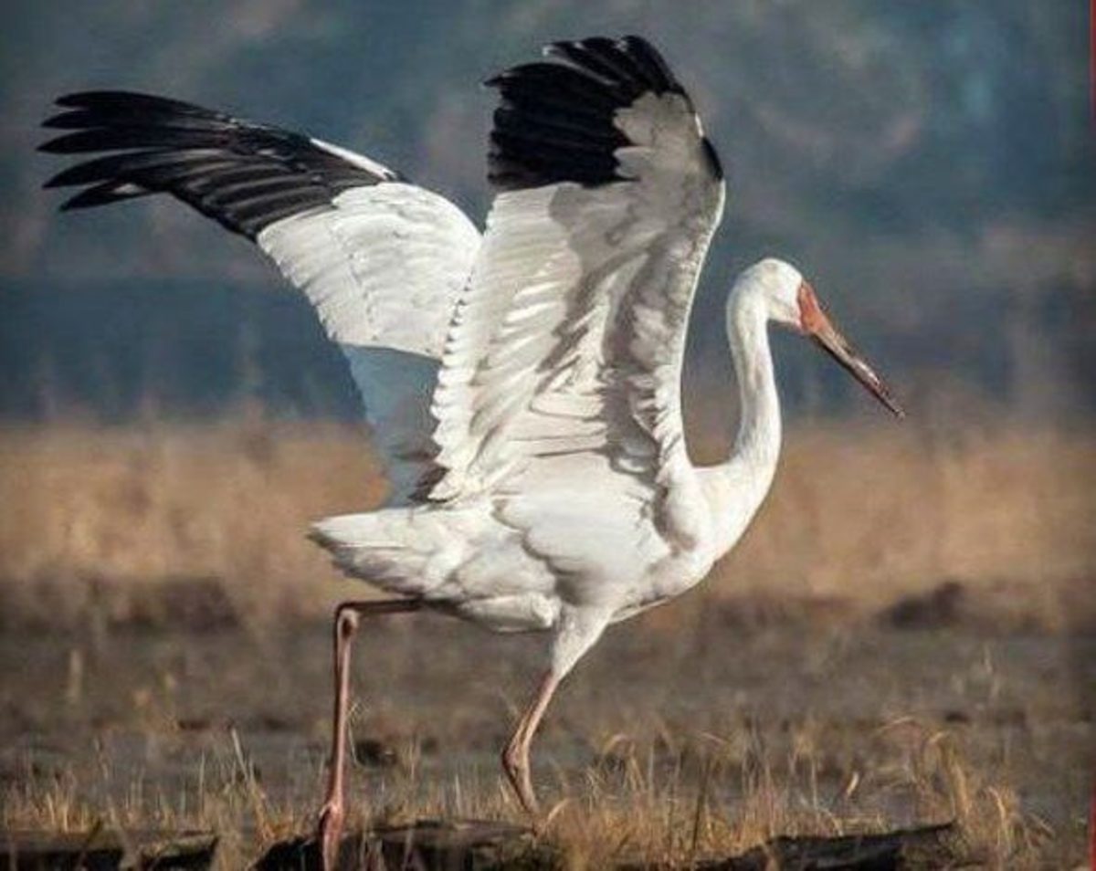 درنای بلژیکی در عباس آباد زنده گیری شد
