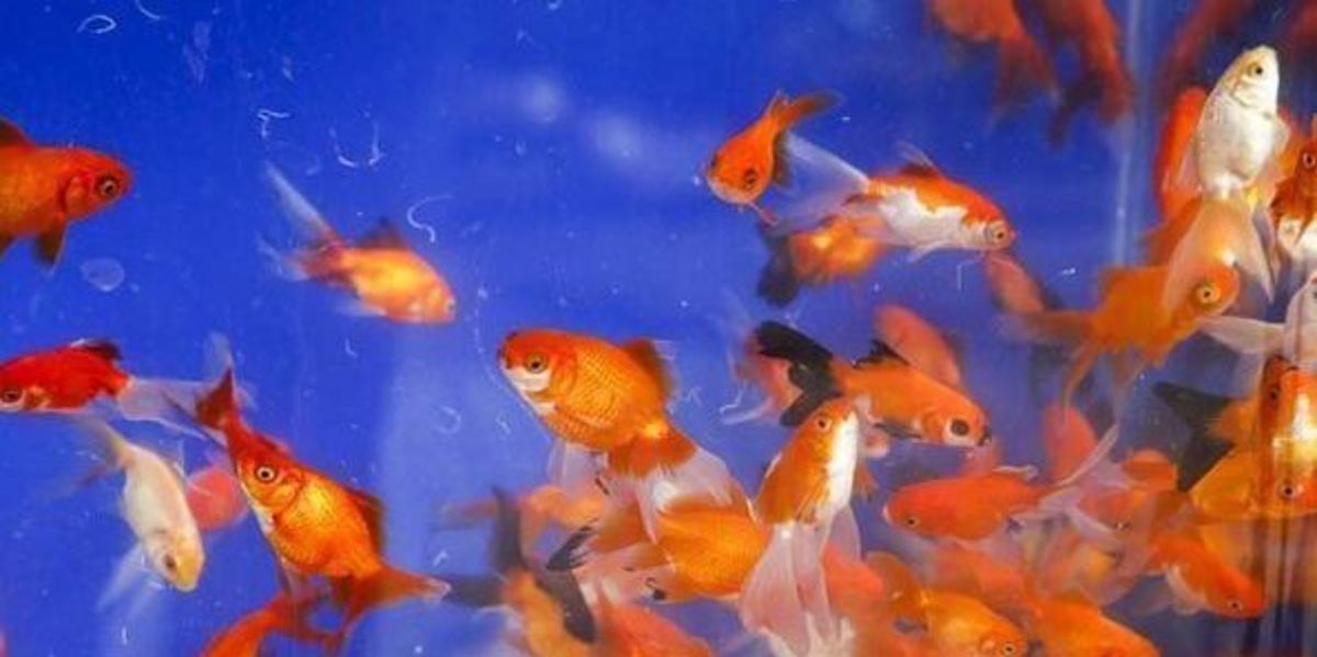 ماهی قرمز؛ نکات خرید و نگهداری
