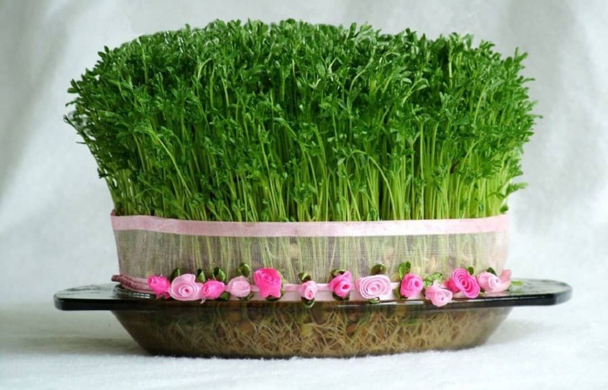 برای سبزه عید چه دانه‌ای زودتر سبز می‌شود؟