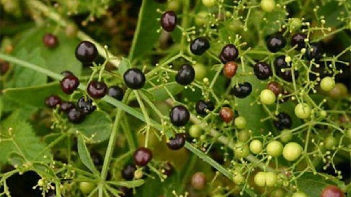 خواص معجزه کننده روناس که نمیدانستید