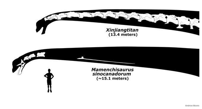کشف فسیل دایناسوری با گردن ۱۵.۱ متری در چین!